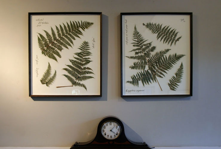 fern collection