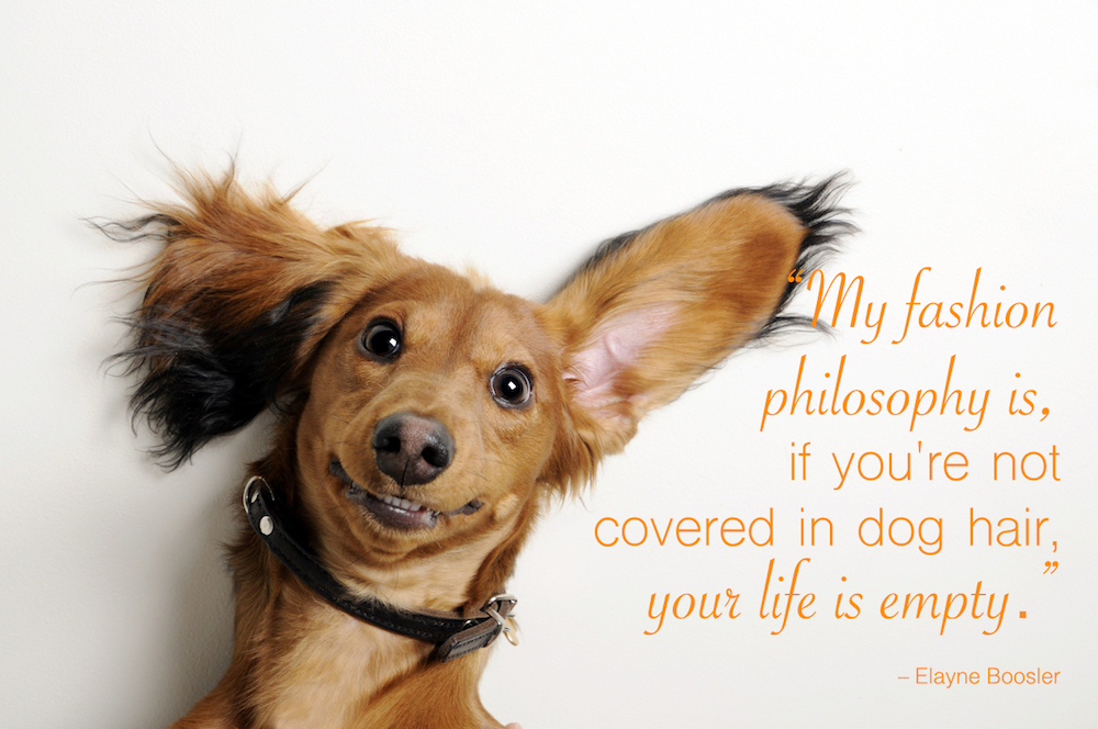 80+ Dog Quotes, Captions, and Messages | Shutterfly