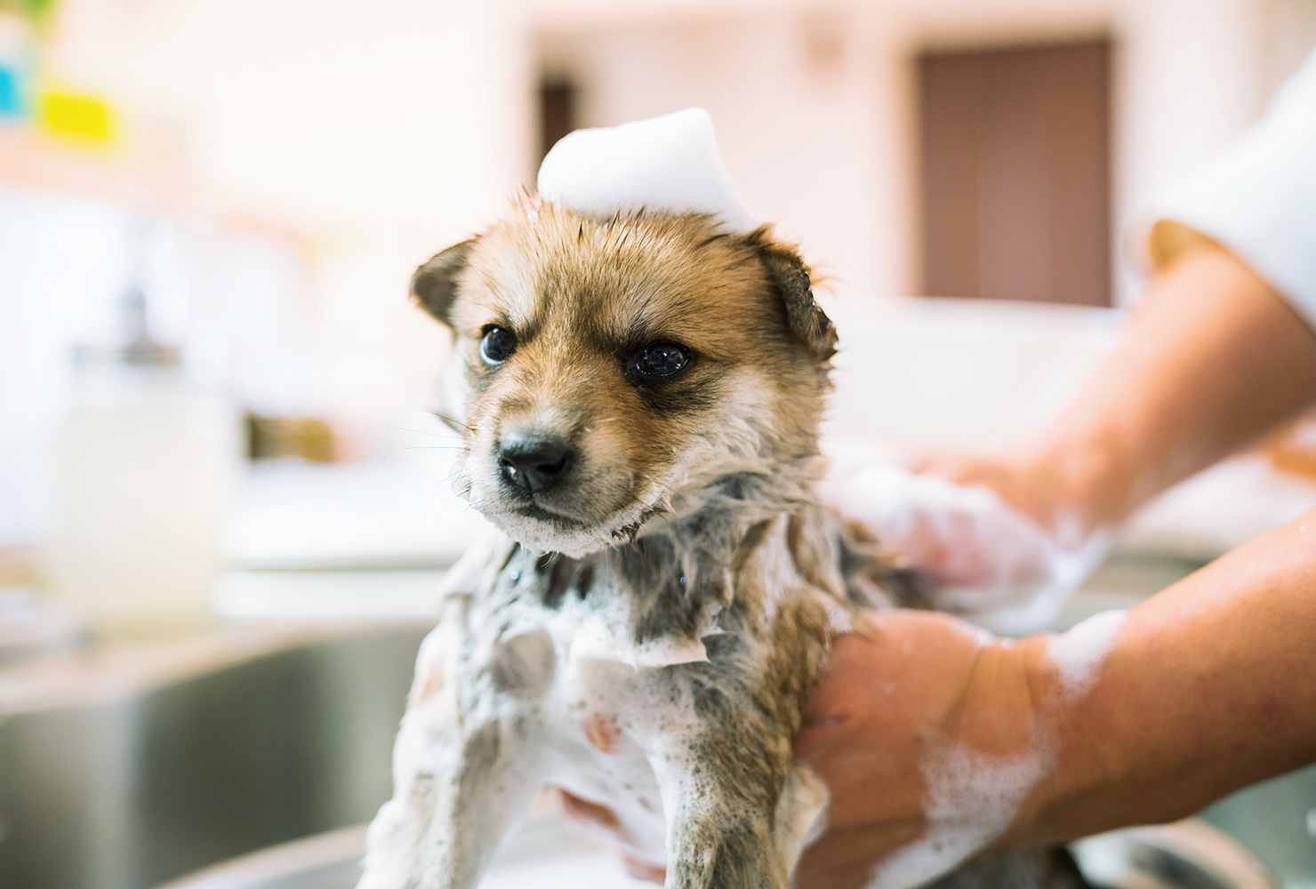 puppy-taking-bubble-bath
