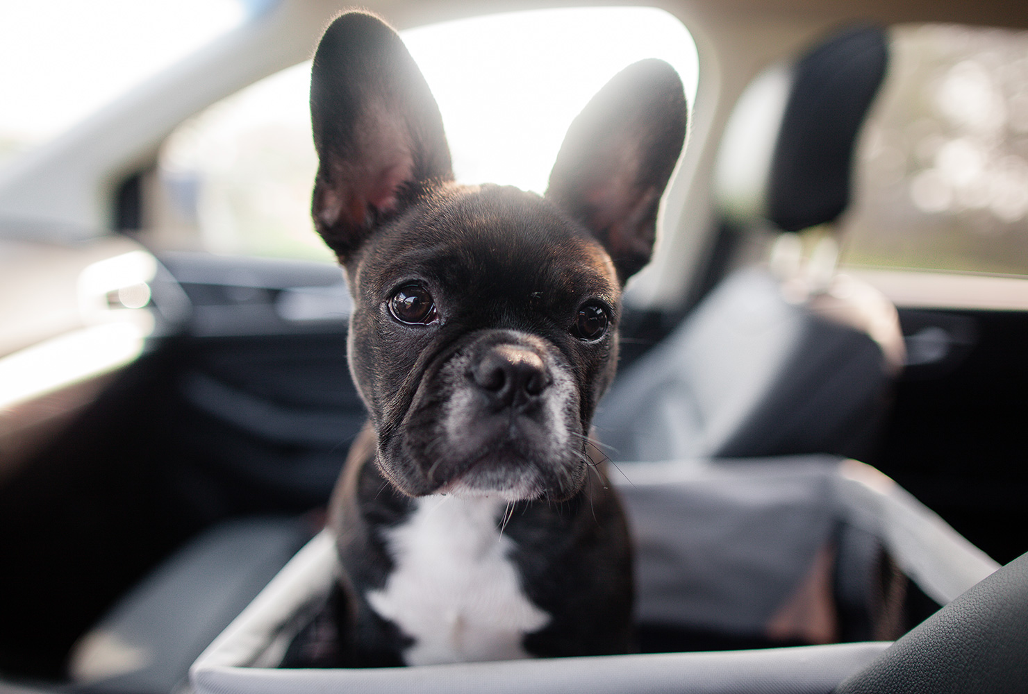 frenchie-puppy-riding-in-car